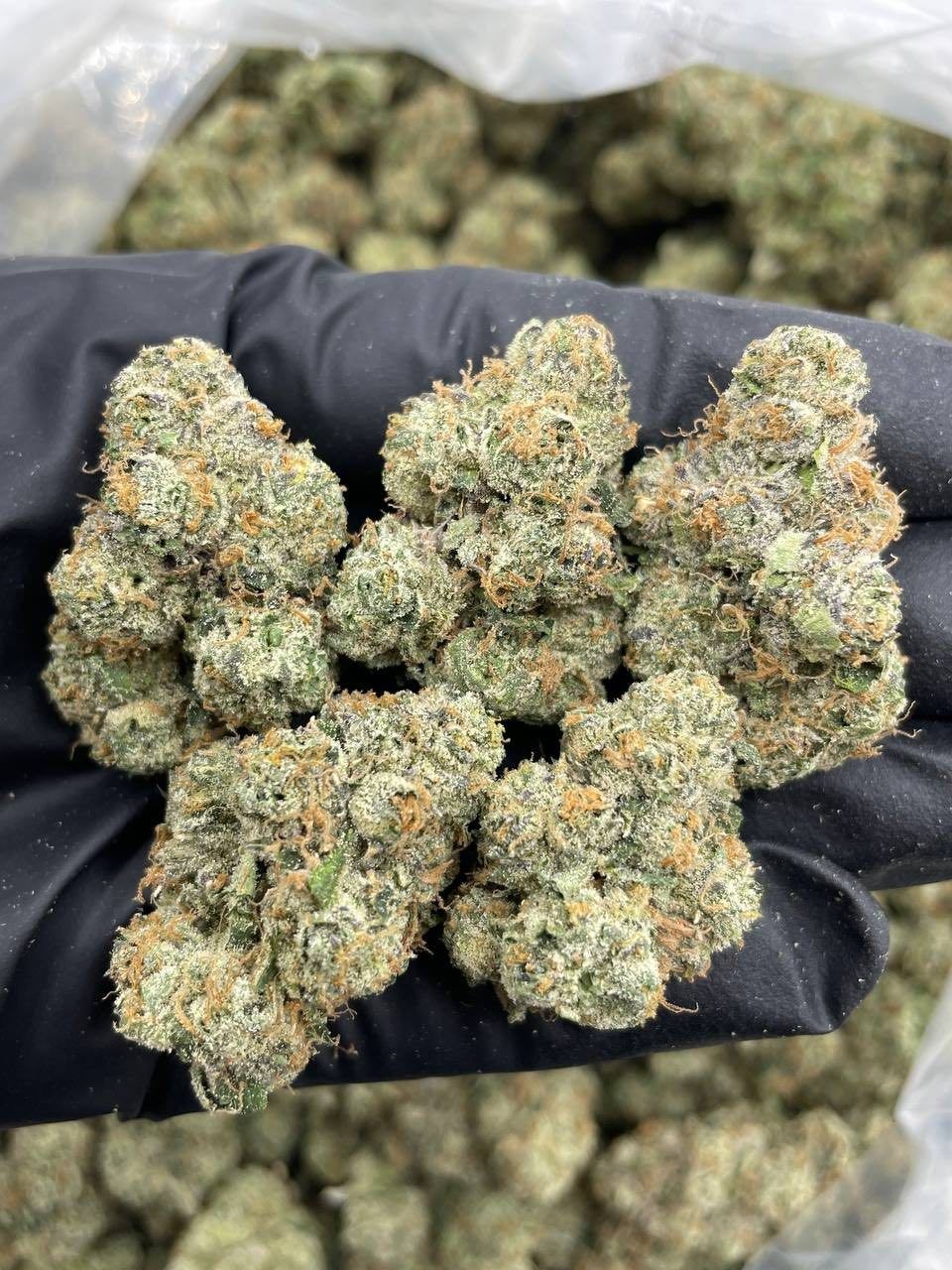Citrus tsunami - flower from Nobu Packs