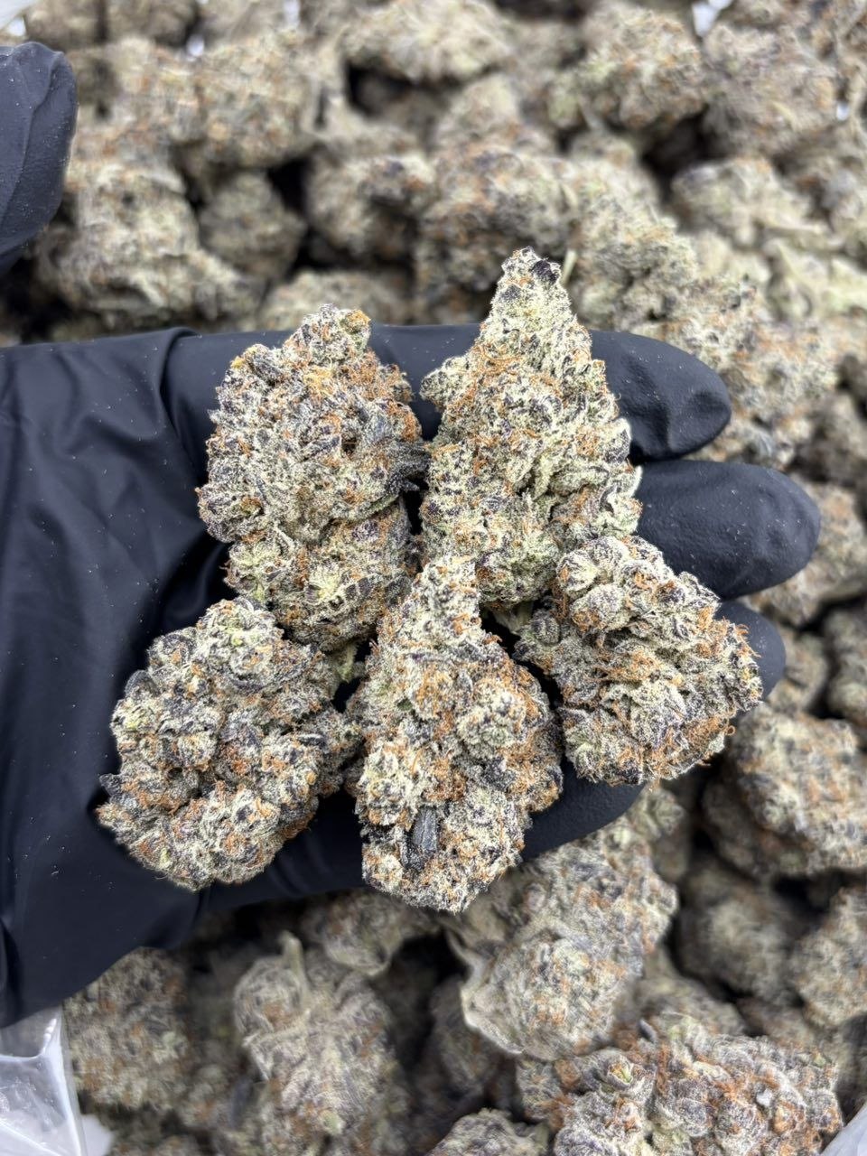 Cannabis and Sustainability: The Environmental Impact 1