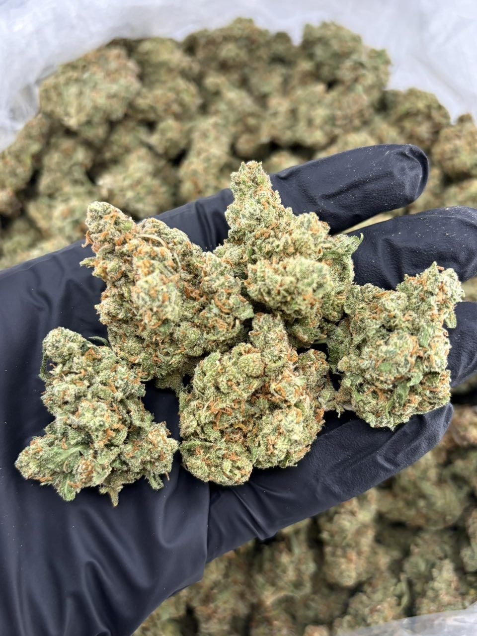 How to Store Cannabis Properly: Keep Your Flower Fresh 2